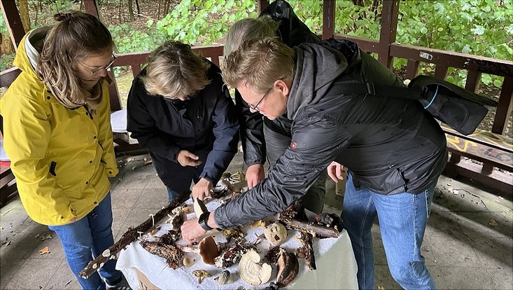 vier Personen stehen um einen Tisch auf dem Pilze liegen / four people stand around a table with mushrooms on it
